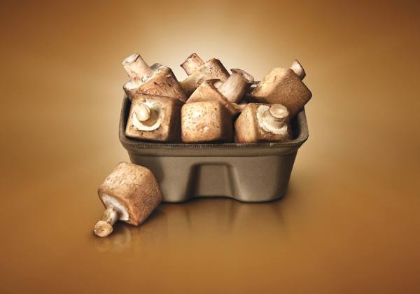Photograph Steve Nozicka Square Mushroom on One Eyeland
